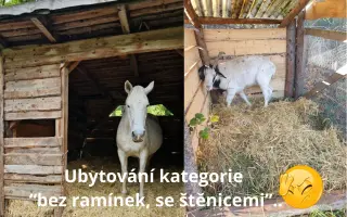 BADY: Bazén pro jelena