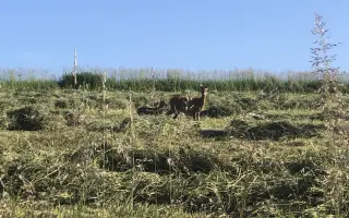Dron pro záchranu srnčat při senosečích🍀🌿🚜