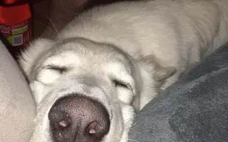 Pomozme Daisy znovu běhat 🐾