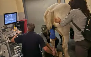 Pomozte kobylce znovu stát na nohou