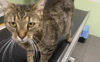 ❣️FUNGOVÁNÍ LIGY NA OCHRANU ZVÍŘAT - VETERINÁRNÍ PÉČE PRO KOČKY V NOUZI⚕️👩‍⚕️