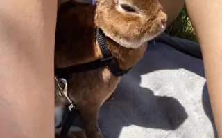 Pomoc pro králíčka, život zachrání operace čelisti