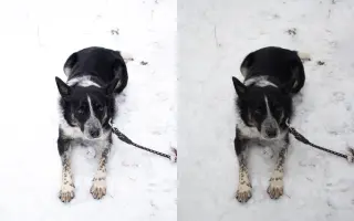 Pomáháme opuštěným a týraným psům najít cestu domů 🩷