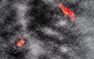 Zachraňme srnčata dřív, než bude pozdě