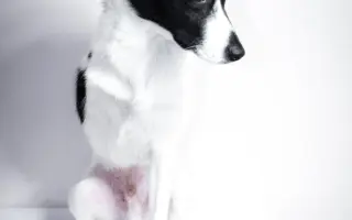 Pomozte opuštěným a týraným psům domů 🩷 LookingForPets