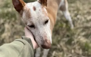 Podpořte péči o pejsky v psím hospici Andělská náruč, z.s.