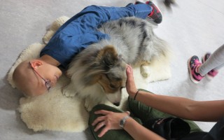 Canisterapie CANTES v krajích ČR jako sociální rehabilitace