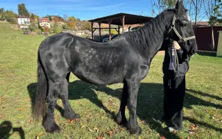 Pomoc pro spolek Kapka pro tlapky
