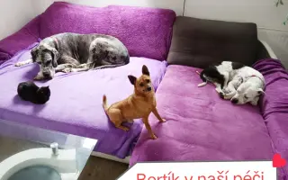 Pomozte zachránit Psí domov spolku Zastavme Utrpení.
