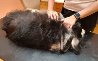 Operace kolene pro Meggie