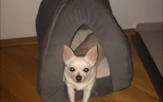 Pomozte uhradit operaci pro Tifi