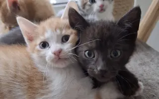 Pomoc pro kočky a koťátka Kočky u Katky