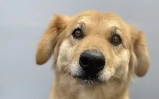 Veterinární péče pro psy v útulku - podzim 2026