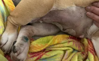 Záchrana pro Stelu – operace nádoru a oka