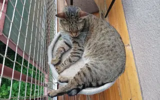 🐾 Pomoc pro moji kočičí rodinu – Boženku a Kubíčka
