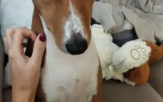 Billinka znovu bojuje o život – pomozte jí ho vyhrát