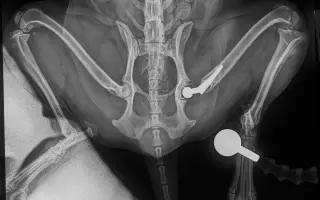 Akutní operace kyčle pro Charlieho: pomozte mu opět běhat bez bolesti