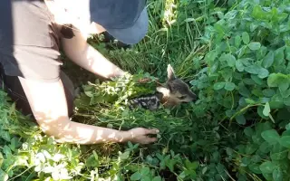 Pomozte nám zachránit srnčata a ostatní zvěř před posekaním sekačkou.