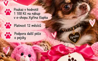 Pojďte s Xyrou pomáhat pejskům, kteří to potřebují