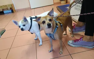 Operace a péče pro Cookie a Lilly