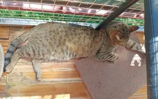 🐾 Pomoc pro moji kočičí rodinu – Boženku a Kubíčka