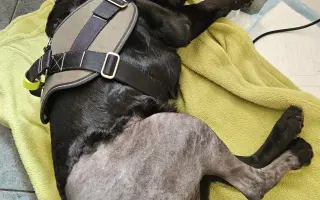 Pomohli jste Lucky znovu běhat