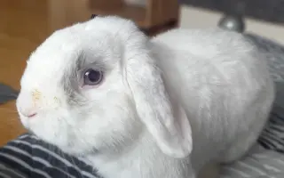 Operace ouška pro Ferdu