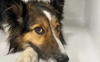 Pomohli jste Foxíčkovi, Aspenovi a Taffy-Jackovi