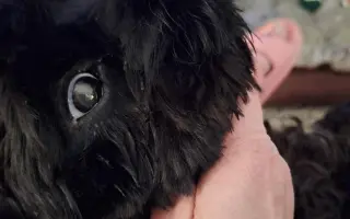 Pomohli jste Medvídkovi Pú k lepšímu zraku