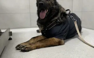 Léčba, která nekončí - Fůrie