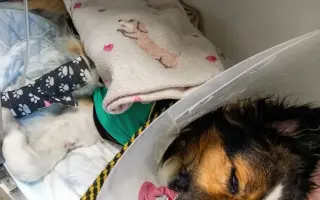 Pomohli jste Foxíčkovi, Aspenovi a Taffy-Jackovi