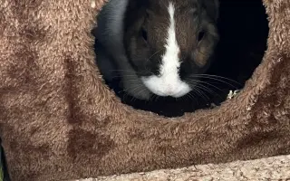 Králíčkovi Kájovi na operaci zubů