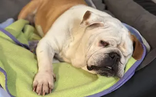 Záchrana pro Stelu – operace nádoru a oka