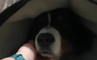 Pomozte Maxovi znovu běhat! 🐾