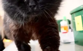 Za zdravé oči a tlapky Midnighta