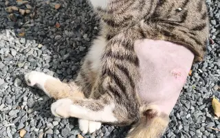 Pro kocourka Maxíka po operaci