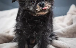 Voříškov prosí o pomoc pro psí útulkáče, poničku Babuňu, kočky a další zvířátka