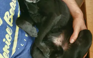 Pomozme Joeymu v boji s rakovinou.