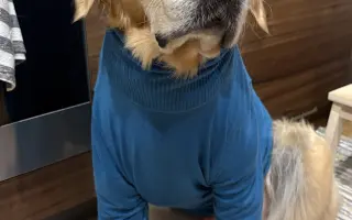 Zlatý Artur a jeho boj s mastocytomy