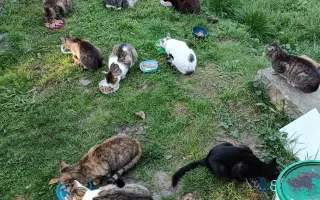 Z ruiny domovem: útočiště pro opuštěné kočky