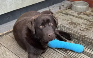 Akutní ortopedická léčba pro Arga 🤎