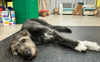 Canisterapeutický vlkodav Mlok Canisterapeutický vlkodav Mlok