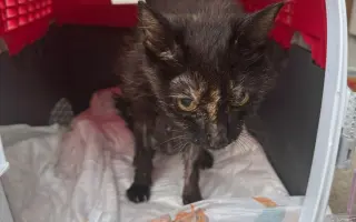 Pomozte nám zvládnout obrovské veterinární náklady 💔🙏🙏🙏