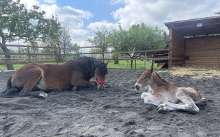 Zpět na nohy - společně vrátíme do života kobylku i naše klienty