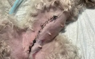 Operace pro Chanelku 💜