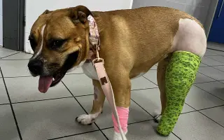 ...aby se Roxy mohla postavit bezbolestně na nohy