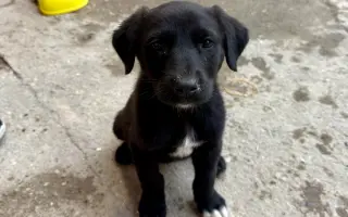 Miska naděje - pro toulavé psy v Arménii