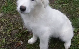 Pipety, obojky, postřiky a další antaparazitika pro psy