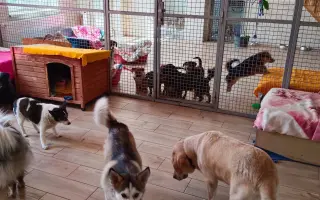 Pomozte zachránit Psí domov spolku Zastavme Utrpení.