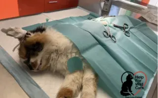 POMOZTE NÁM ZASTAVIT KRUH KOČIČÍHO UTRPENÍ. Víme jak na to, ale bez vás to nezvládneme.